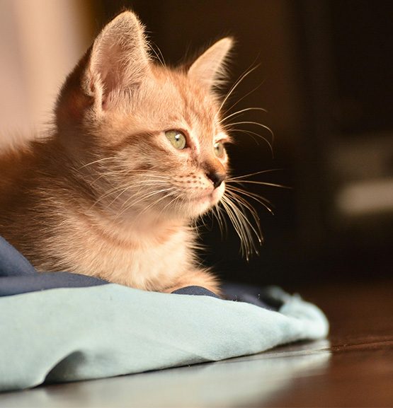 EK Series Helical Bevel Gear Motor-Cement mine